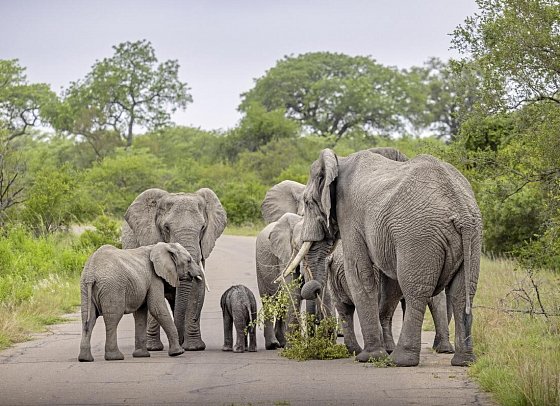 Südafrika zum Verweilen (Kapstadt-Johannesburg) - Elefantenherde im Krüger Nationalpark