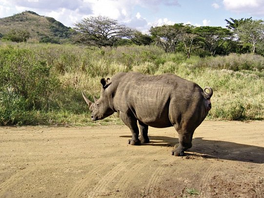 Klassisches Südafrika (ab Kapstadt/bis Johannesburg) - Nashorn, Hluhluwe