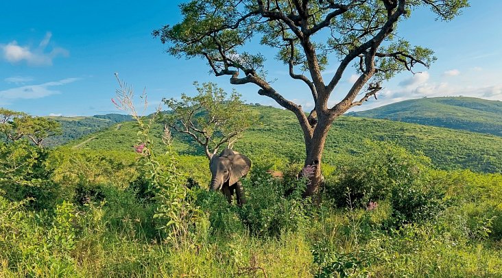 Klassisches Südafrika (ab Kapstadt/bis Johannesburg) - Elefanten Im Hluhluwe-iMfolozi-Park
