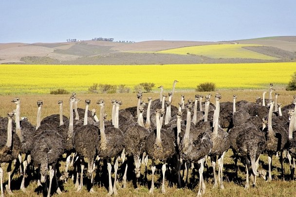 Klassisches Südafrika (ab Kapstadt/bis Johannesburg) - Straußen in Oudtshoorn