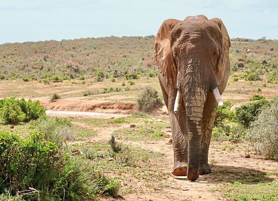 Klassisches Südafrika (ab Kapstadt/bis Johannesburg) - Addo Elephant NP