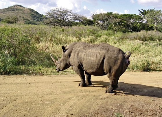 Klassisches Südafrika (ab Kapstadt/bis Johannesburg) - Nashorn, Hluhluwe
