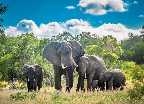 Klassisches Südafrika (ab Kapstadt/bis Johannesburg) - Elefanten im Krüger Nationalpark