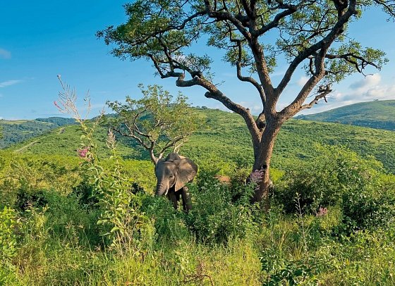 Klassisches Südafrika (ab Kapstadt/bis Johannesburg) - Elefanten Im Hluhluwe-iMfolozi-Park