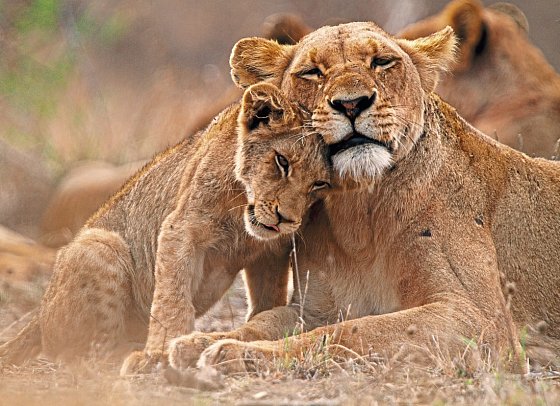 Klassisches Südafrika (ab Kapstadt/bis Johannesburg) - Löwen im Krüger Nationalpark