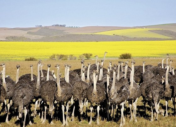 Klassisches Südafrika (ab Kapstadt/bis Johannesburg) - Straußen in Oudtshoorn