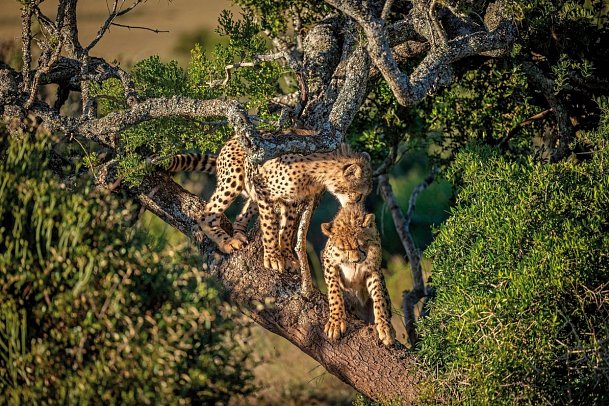 Cape in Style ab/bis Kapstadt - Geparde, Amakhala Private Game Reserve