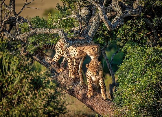 Cape in Style ab/bis Kapstadt - Geparde, Amakhala Private Game Reserve
