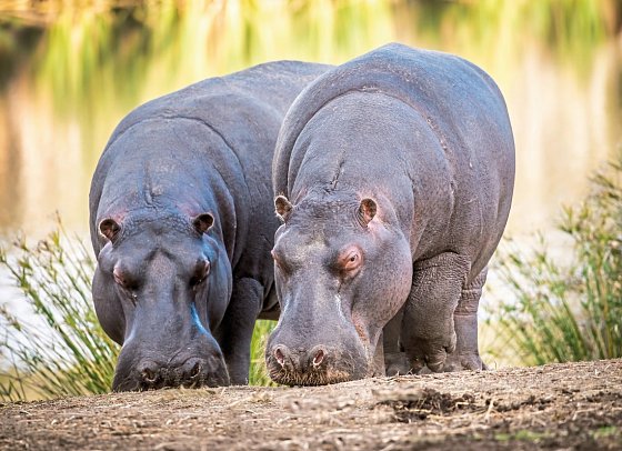 Wellness, Wein & wilde Tiere