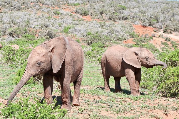 Faszination Gartenroute, Karoo und Addo (Autoreise) - Addo Elephant NP
