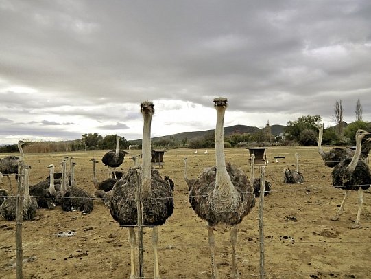 Faszination Gartenroute, Karoo und Addo (Autoreise)