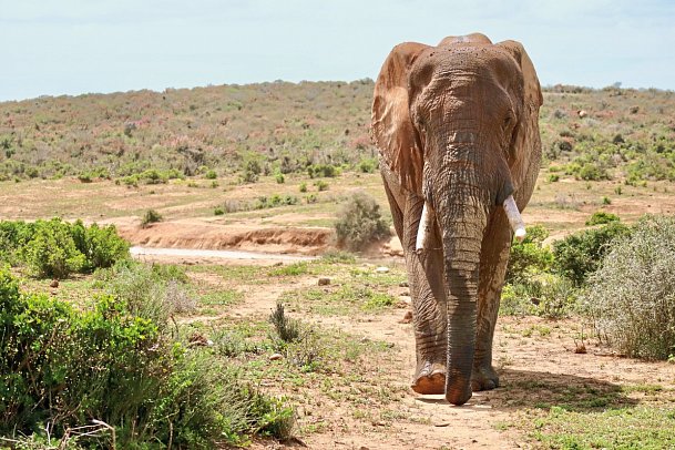 Faszination Gartenroute, Karoo und Addo (Autoreise) - Addo Elephant NP