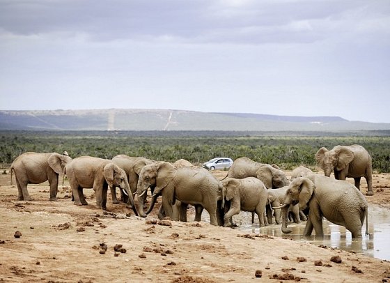 Erlebnis Gartenroute, Karoo & Addo - Addo Elephant Nationalpark