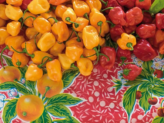 Maya Kultur & Magie – die tiefe Seele Yucatans - Mercado Municipal Valladolid