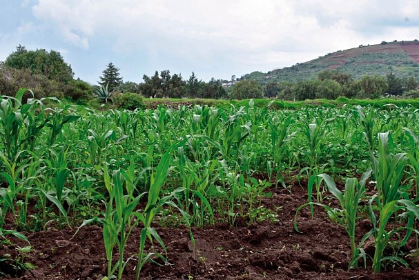 Maya Kultur & Magie – die tiefe Seele Yucatans - Milpa