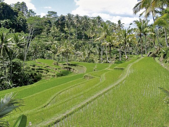 Bali exklusiv