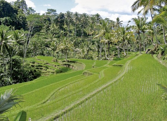 Bali exklusiv