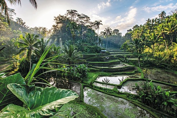 Bali zum Entschleunigen - Reisterrassen, Ubud