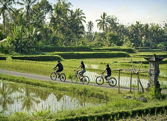 Nandini Jungle by Hanging Gardens