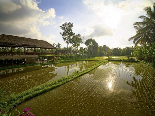Nandini Jungle by Hanging Gardens