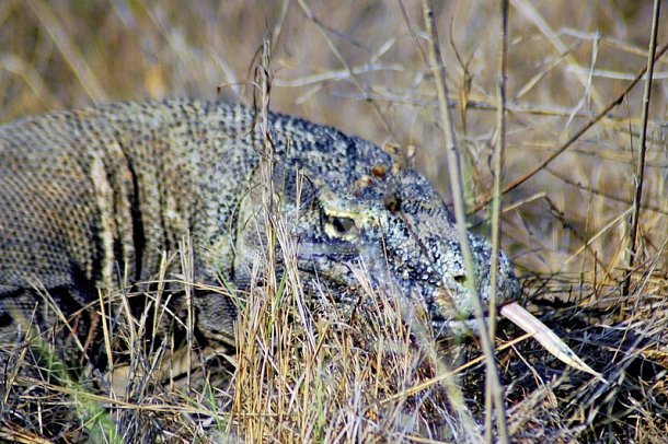 Komodo & Flores zum Kennenlernen (Gruppenreise)