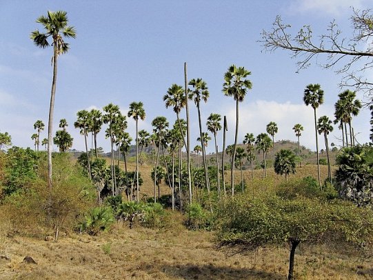 Komodo & Flores zum Kennenlernen (Gruppenreise)