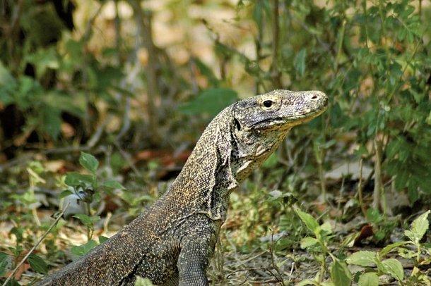 Komodo & Flores zum Kennenlernen (Gruppenreise)