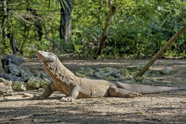 Komodo & Flores zum Kennenlernen (Gruppenreise)