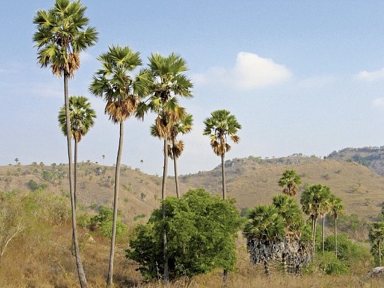 Komodo & Flores zum Kennenlernen (Gruppenreise)