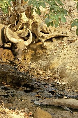 Komodo & Flores zum Kennenlernen (Gruppenreise)