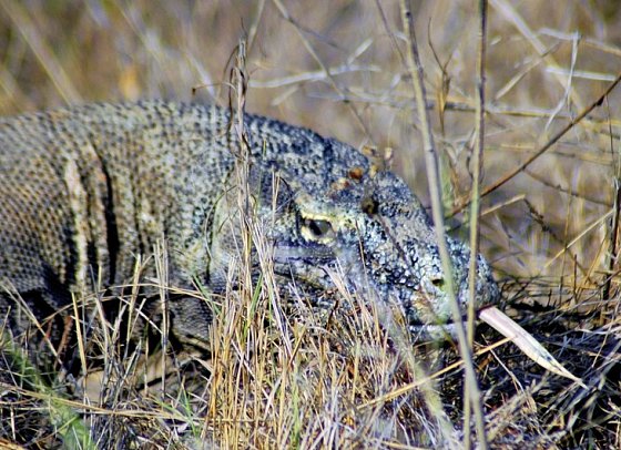 Komodo & Flores zum Kennenlernen (Gruppenreise)