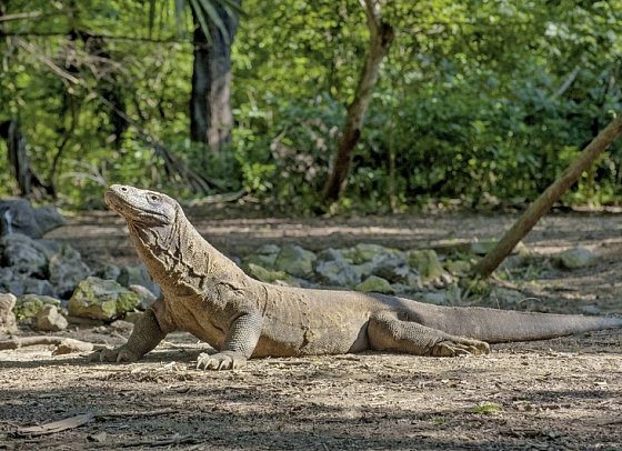 Komodo & Flores zum Kennenlernen (Gruppenreise)