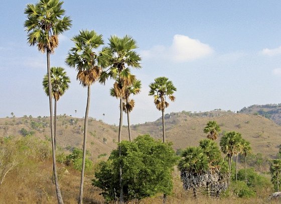 Komodo & Flores zum Kennenlernen (Gruppenreise)