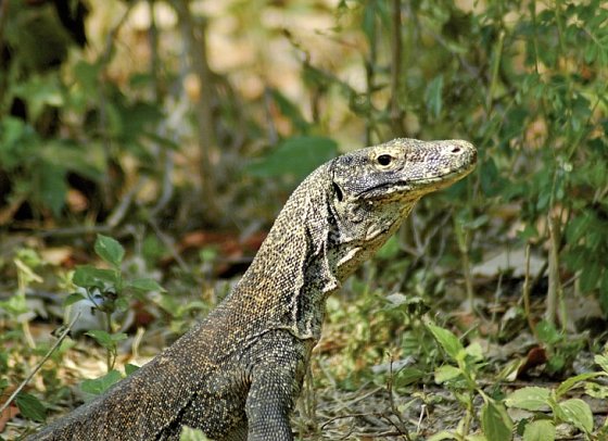 Komodo & Flores zum Kennenlernen (Privatreise)