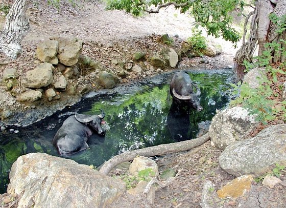 Komodo & Flores zum Kennenlernen (Privatreise)