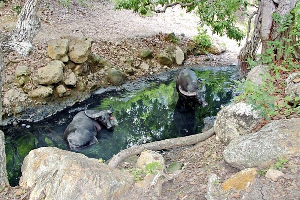 Komodo & Flores zum Kennenlernen (Privatreise)