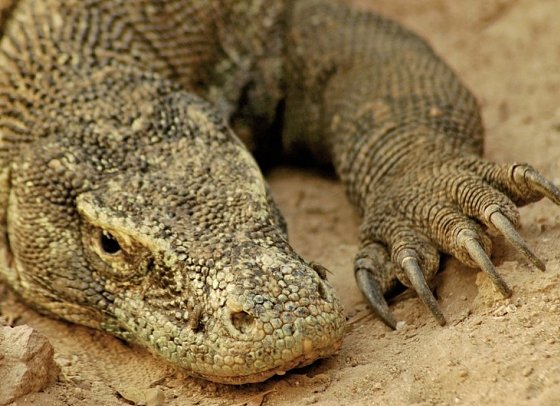 Komodo & Flores zum Kennenlernen (Privatreise)