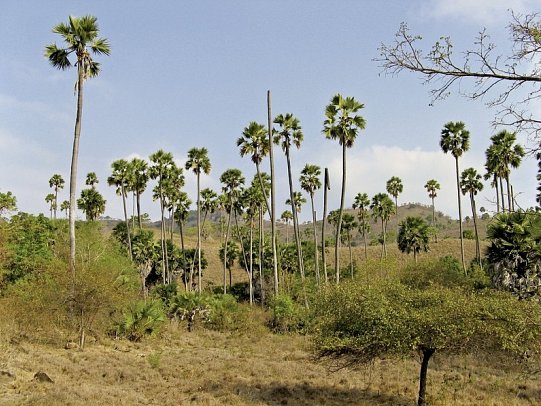 Komodo & Flores zum Kennenlernen (Privatreise)