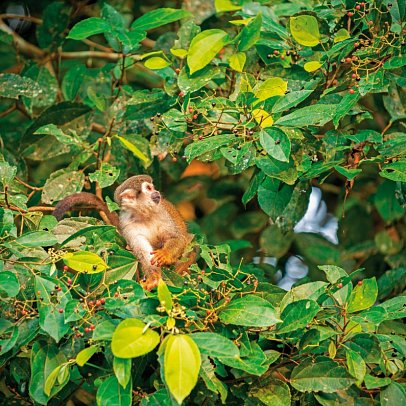 Samba, Goldrausch & Amazonas
