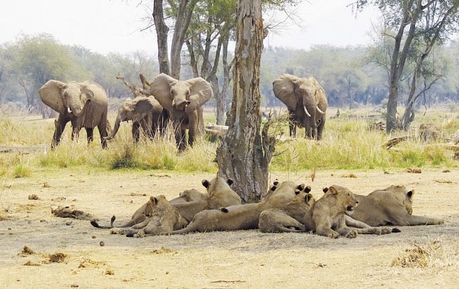 Tansania Pur - Tierreich Tansania