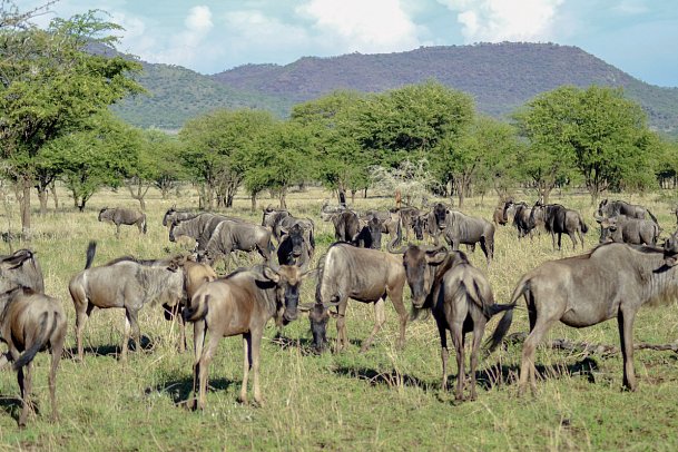 Tansania Pur - Gnus, Serengeti Nationalpark