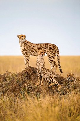 Magisches Tansania - Geparden in der Serengeti