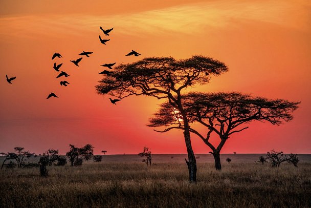 Abenteuer Tansania - Sonnenaufgang in der Serengeti