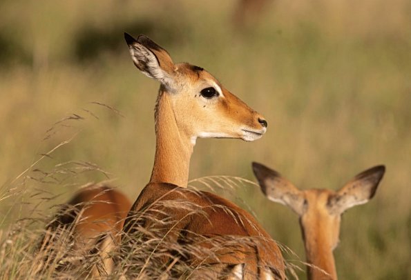 Abenteuer Tansania - Serengeti