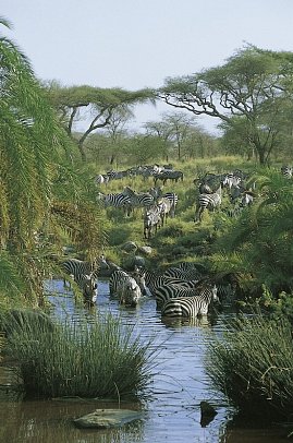 Tansania Explorer - Serengeti