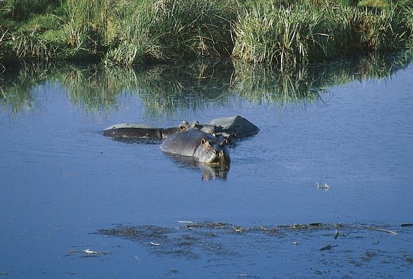 Tansania Explorer - Ngorongoro