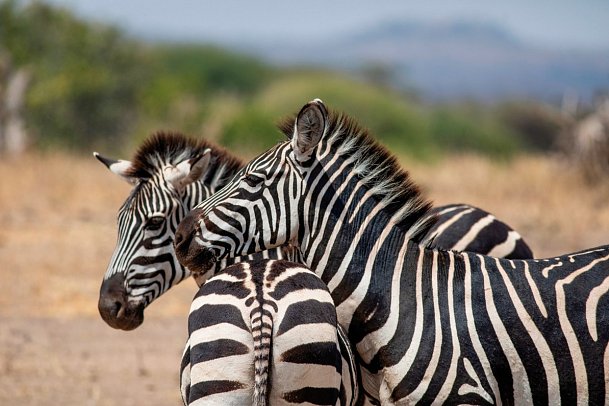 Tansania Explorer - Tarangire Nationalpark