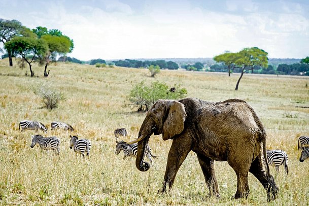 Magie der Savanne - Zwischen Baobabs und Kilimandscharo (7 Nächte) - Tarangire Nationalpark