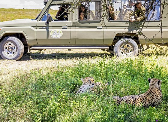 Magie der Savanne - Zwischen Baobabs und Kilimandscharo (5 Nächte) - Geparde im Ngorongoro Krater
