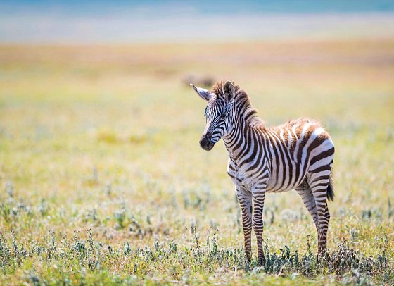 Magie der Savanne - Zwischen Baobabs und Kilimandscharo (5 Nächte) - Zebrafohlen im Ngorongoro Schutzgebiet